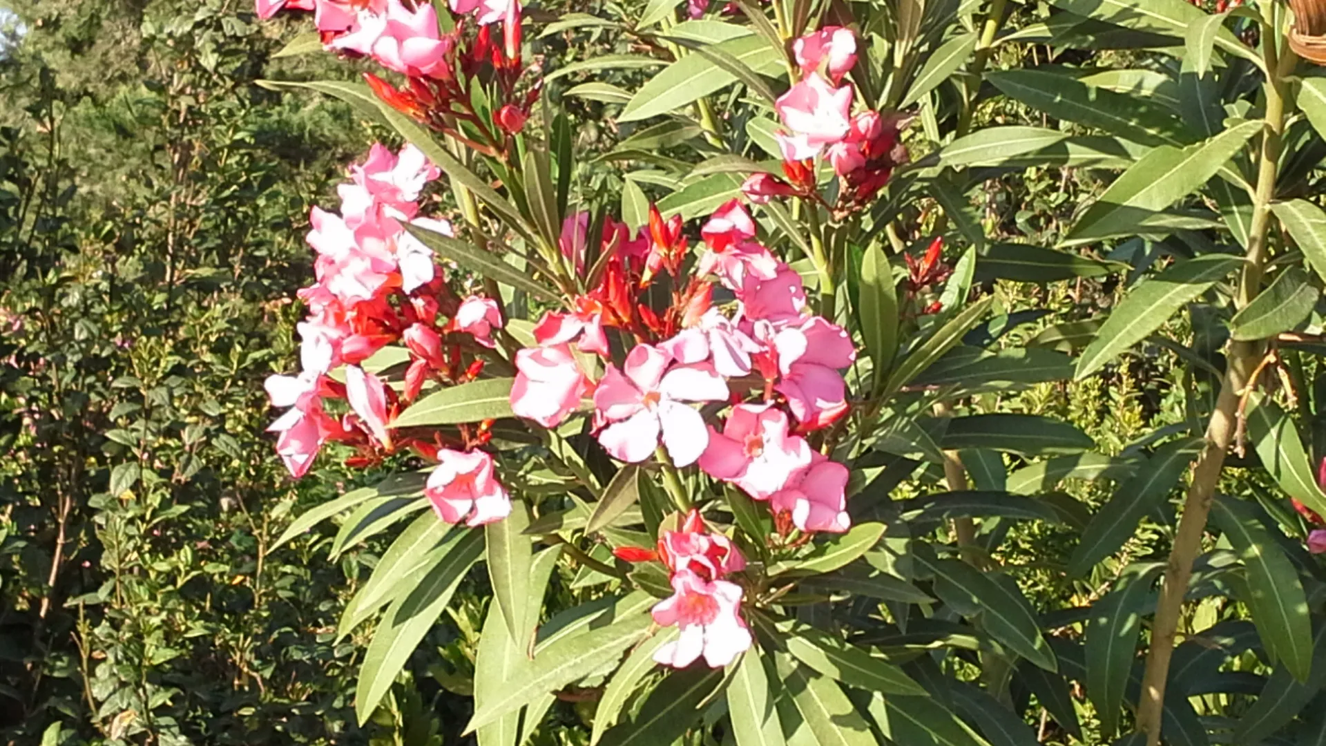 “Oleander thriving in the Cretan heat — a splash of wild colour standing strong against sun, stone, and summer winds.”