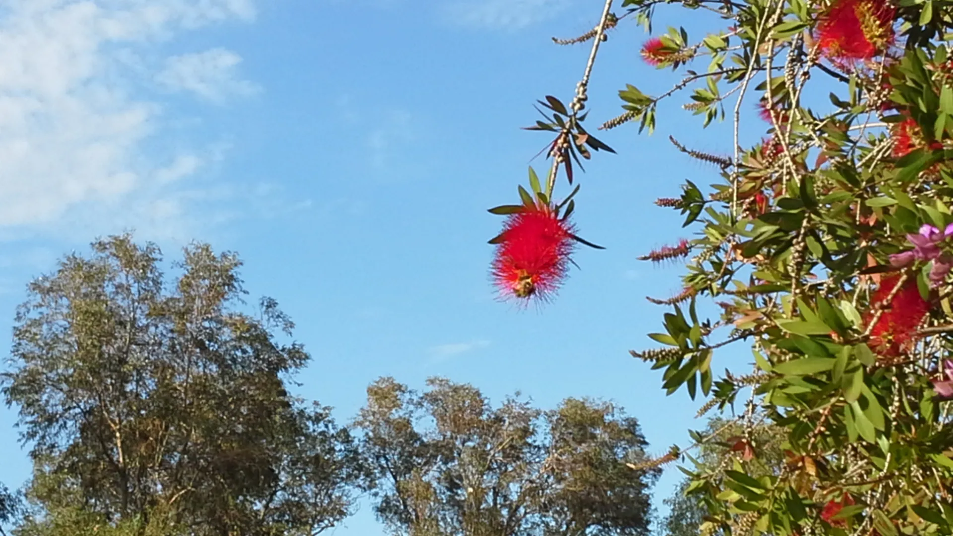 “Bottlebrush blazing against the Cretan sky - a burst of red fire thriving in the summer light.”